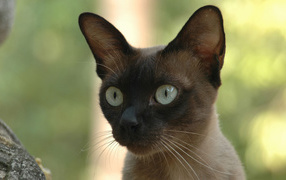 Young Siamese cat with a hunting mode on