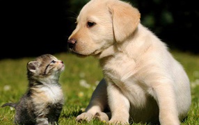 Young beautiful cat and dog