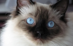 Young fluffy Siamese cat