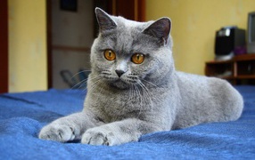 Young handsome British Shorthair cat