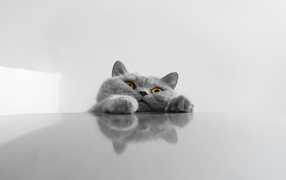  A fat gray funny cat