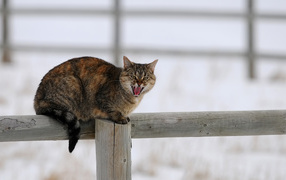  Angry cat on the fence says meow