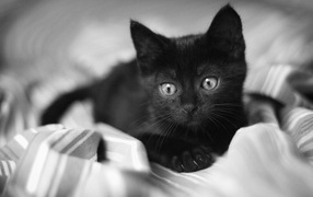  Beautiful little black cat lying on the bed