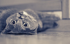 Красивый усатый кот развалился