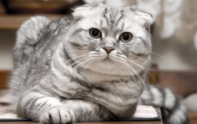 Красивый серебристый шотландский вислоухий кот