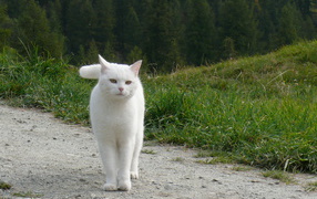 Красивый белый кот гуляет по холмам