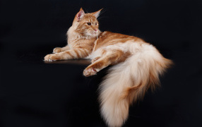 Big cat Maine Coon poses on a black background