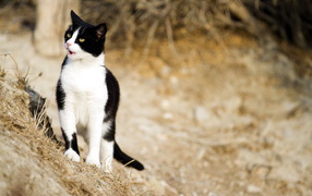 Чёрно-белый кот на природе кого-то увидел