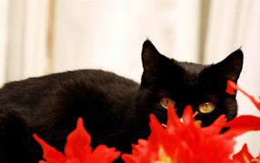  Black cat hid behind the red plant