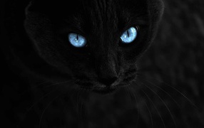 Чёрный кот с голубыми глазами на чёрном фоне