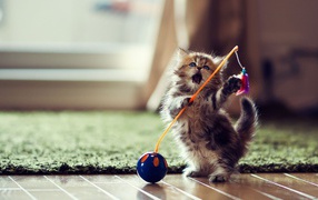  Cute cat plays