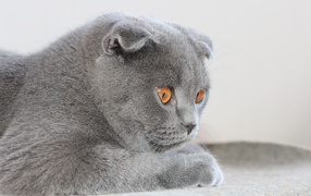 Милый серый шотландский вислоухий кот с карими глазами