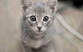 Серый милый кот с серыми глазами
