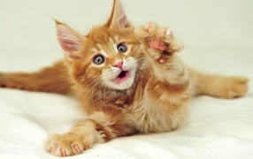 Маленький рыжий симпатичный мейн-кун кот с серыми глазами