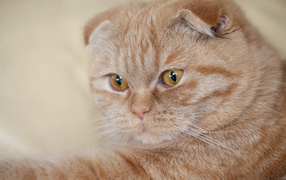 Симпатичный рыжий шотландский вислоухий кот