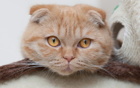  Cute red Scottish Fold cat with big red eyes