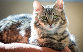 Пушистый зеленоглазый кот