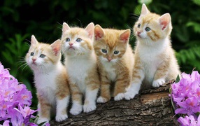  Four funny kitten