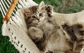  Funny cat in a hammock