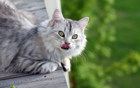 Серый пушистый кот облизался