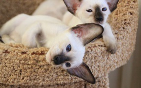  Little Siamese cats resting