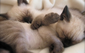  Little Siamese kittens