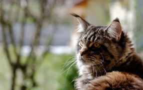 Maine Coon cat saw someone