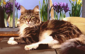  Maine coon cat with green eyes posing