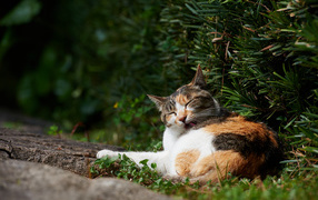 Разноцветный кот лижется в кустах