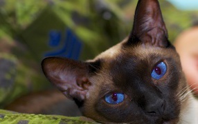 Расслабленный сиамский кот