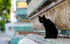  Sad beautiful black cat