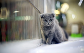  Sad gray Scottish Fold cat