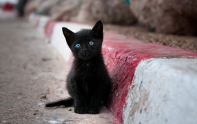  Sad little black cat with blue eyes