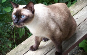  Siamese cat sitting on the bench