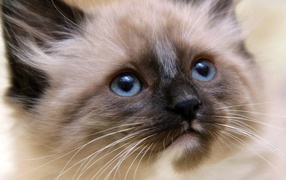  Small beautiful Siamese cat close-ups