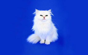  Small fluffy white cat on a blue background