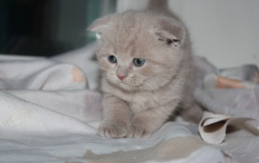 Маленький рыжий шотландский вислоухий кот