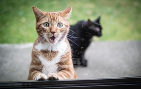 Удивлённый рыжий кот и чёрный кот