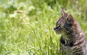 Tabby cat in the grass