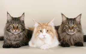  Three serious Maine Coon cat pose