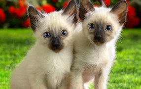 Два маленьких сиамских котёнка на природе