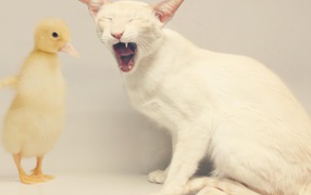  White cat and duck