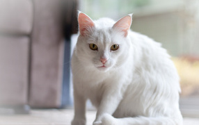 Белый серьёзный кот