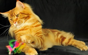  Young Red Maine Coon cat plays on a black background