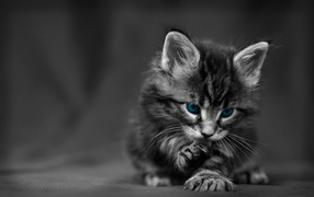 Черно белый Котенок с голубыми глазами