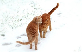 	 Cats met in the snow