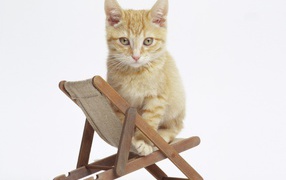 	 Kitten on a chair