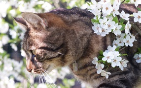 Весенний кот