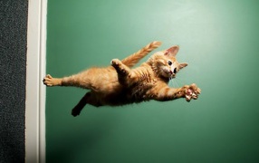 	 The cat flies through the air