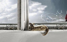 На кота выплеснули воду